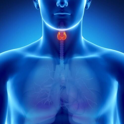 Endocrinologia-img